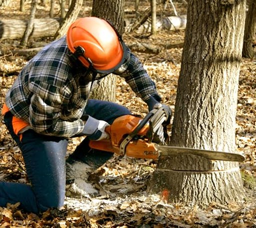 Tree Removal in Dendron, VA